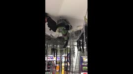Coop shiphay till area halloween