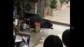 Chinese police officer shoots dead runaway yak