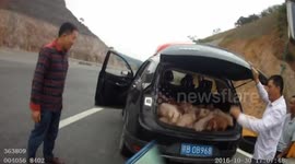 Police stop car with 20 pigs in the boot