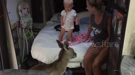 Kangaroo jumps into family's caravan