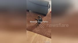 Newsflare Edit - Weenie Dog Perks