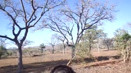 Leopard makes spectacular leap to pluck fleeing monkey out of tree