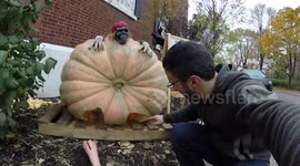 Man plays harmonica inside a massive, 800lbs pumpkin, and it sounds awesome