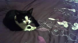 Marley meets misty the kitten