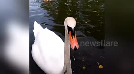 Newsflare Edit - ANGRY Swan at Warmwell Holiday Park
