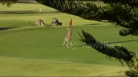 Kangaroo boxes golf flag