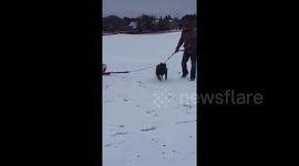 Pit bull pulls toddler in sleigh