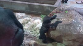 Cute baby gorilla tries to climb for the first time