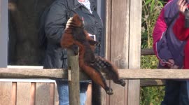This lemur has so much chill