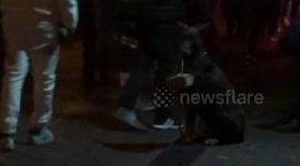 Cute dog helps busker in Amsterdam's red light district