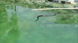 Snake goes for a swim in the pool