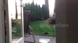 Cute Baby Raccoon Bandits steal cat food!