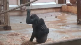 Father gorilla steps in to protect baby