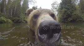 This is what swimming with a grizzly bear is like