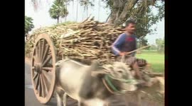 sugar cane farmers use bullocart  for logistics still  in india