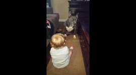 Toddler extreme laughing at pit bull!  Must see!