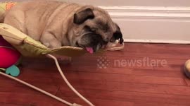 Pug rapidly moves tongue while sleeping