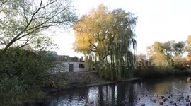 Pub Owner Legally Threatened After Trimming Branch