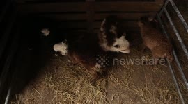 Farmer stunned when these lambs were born - five MONTHS early
