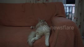 Cat being super relaxed on the sofa