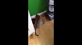 Crazy cat
