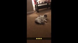 Cute cat is terrified of exercise ball!