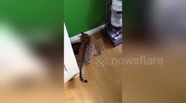 Newsflare Edit - Crazy cat