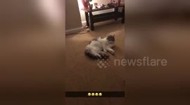 Newsflare Edit - Cute cat is terrified of exercise ball!