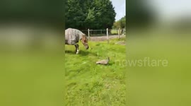 This horse hates peacocks