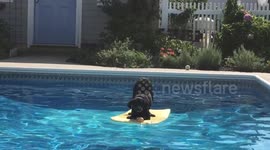 Dog waits in 'downward dog' yoga position