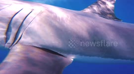 Great White shark investigates cameraman