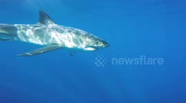 Great White shark investigates cameraman