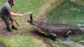Zookeeper proposes to his girlfriend with 15 ft-long Crocodile