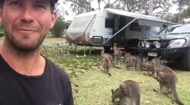 Kangaroo jumps into family's caravan