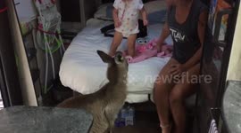 Kangaroo jumps into family's caravan