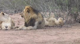 Is this the lion equivalent of a 'carb coma'?