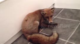 Fox jumps through man's bathroom window and runs around flat