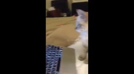 Kitten watching birds on laptop.