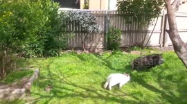Angry rabbit chases dog around garden