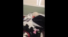 Funny!! Lynx Siamese kitten false off bed
