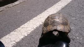 'Horny' tortoise mistakes man's shoe for female