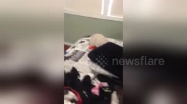 Newsflare Edit - Funny!! Lynx Siamese kitten false off bed