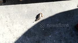 Fish dies of lung cancer. Smoking kills!