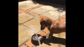 dachshund tries to bite water