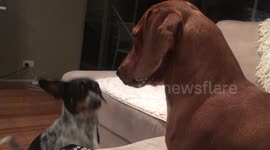 Dachshund snaps at puppy