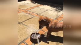 Newsflare Edit - dachshund tries to bite water
