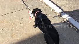 Dog takes her baby for a walk
