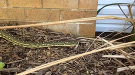 Australian Diamond Python