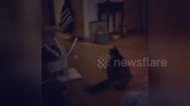 Newsflare Edit - Cat fetching