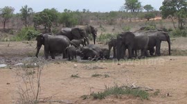 Herd Of Elephants Bath Time